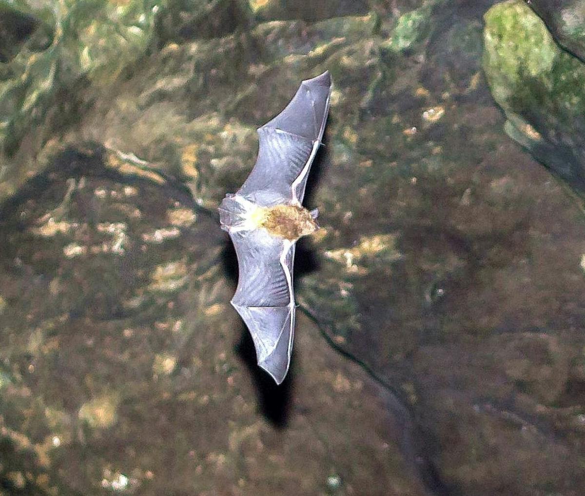 Gray bats are the ultimate planners when it comes to having young One